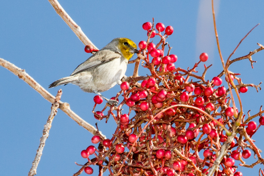 Verdin