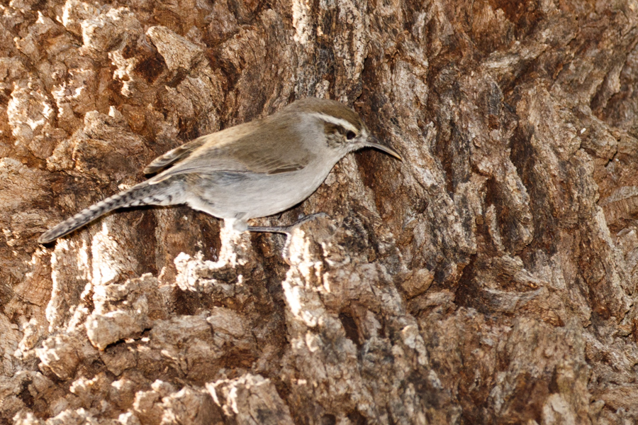 Bewick\'s Wren