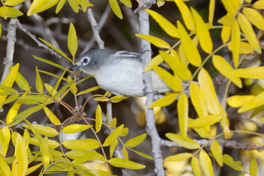 Plumbeous Vireo