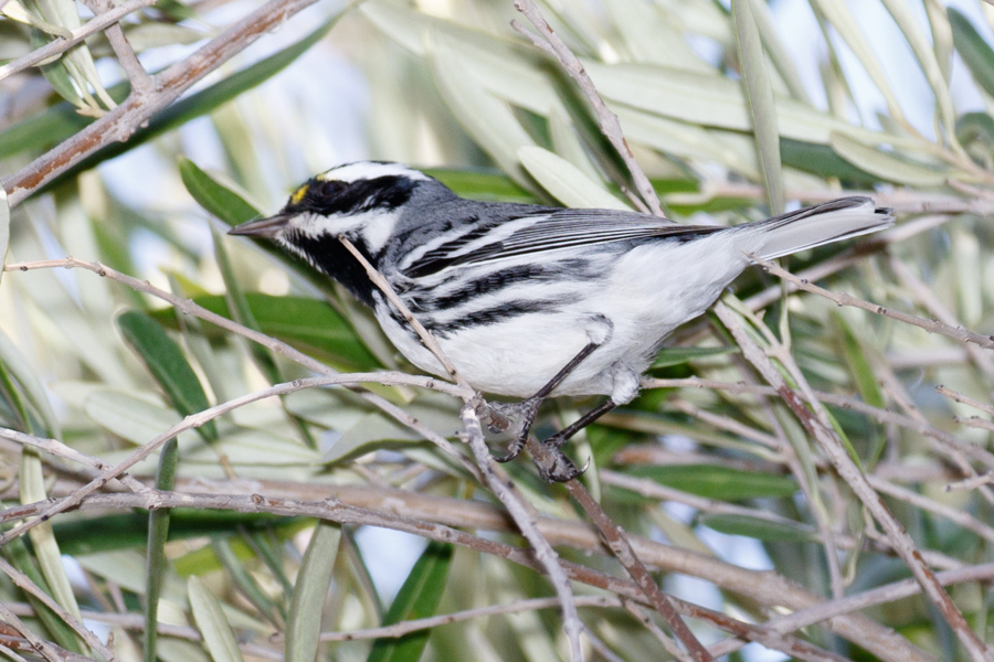 Black-throated Gray Warbler