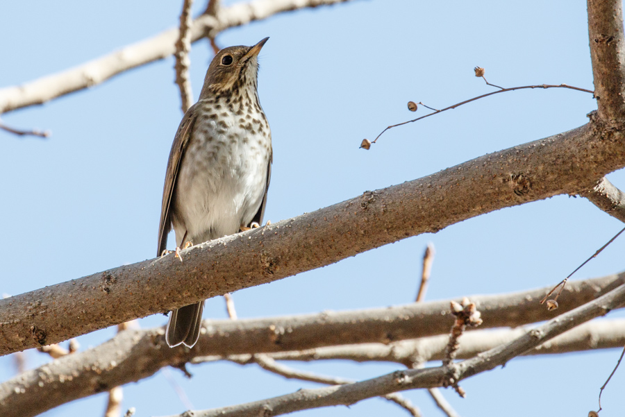 Hermit Thrush