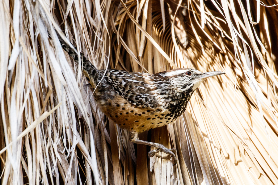 Cactus Wren