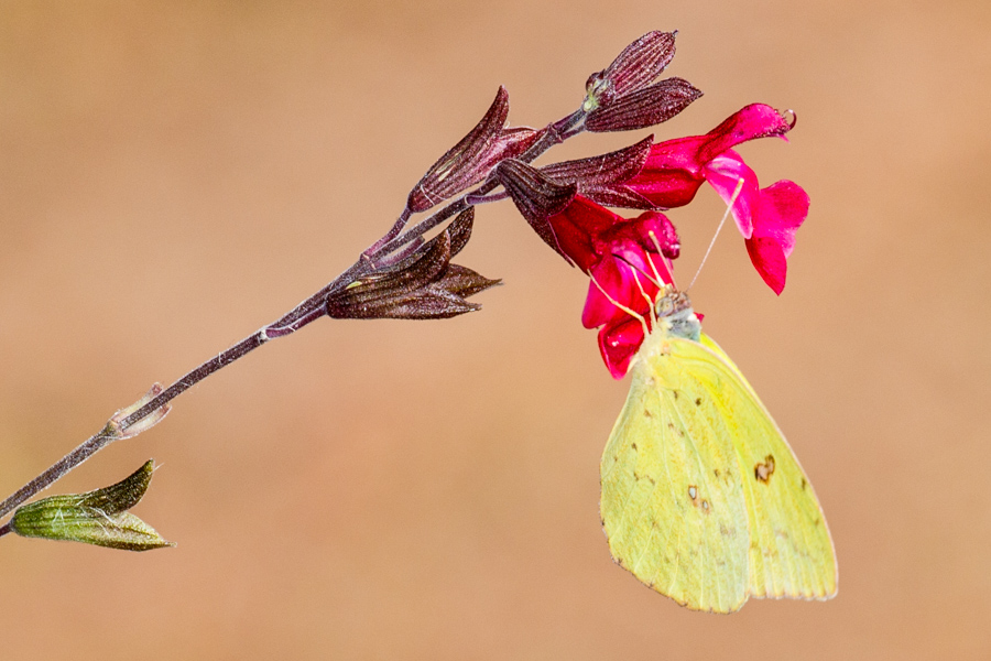 Cloudless Sulphur Butterfly