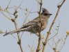 Phainopepla