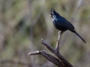 Phainopepla