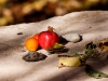 Cumquat and Pomegranate