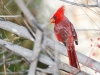 Northern Cardinal