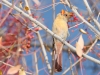 Northern Cardinal