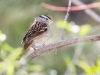 White-crowned Sparrow