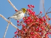 Verdin