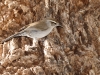 Bewick's Wren