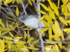 Plumbeous Vireo