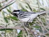 Black-throated Gray Warbler