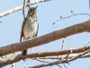 Hermit Thrush