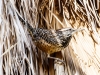 Cactus Wren