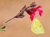 Cloudless Sulphur Butterfly