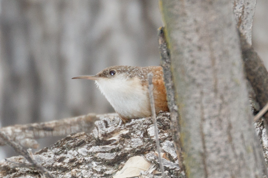 Canyon Wren