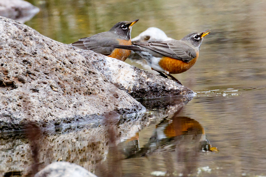 American Robin