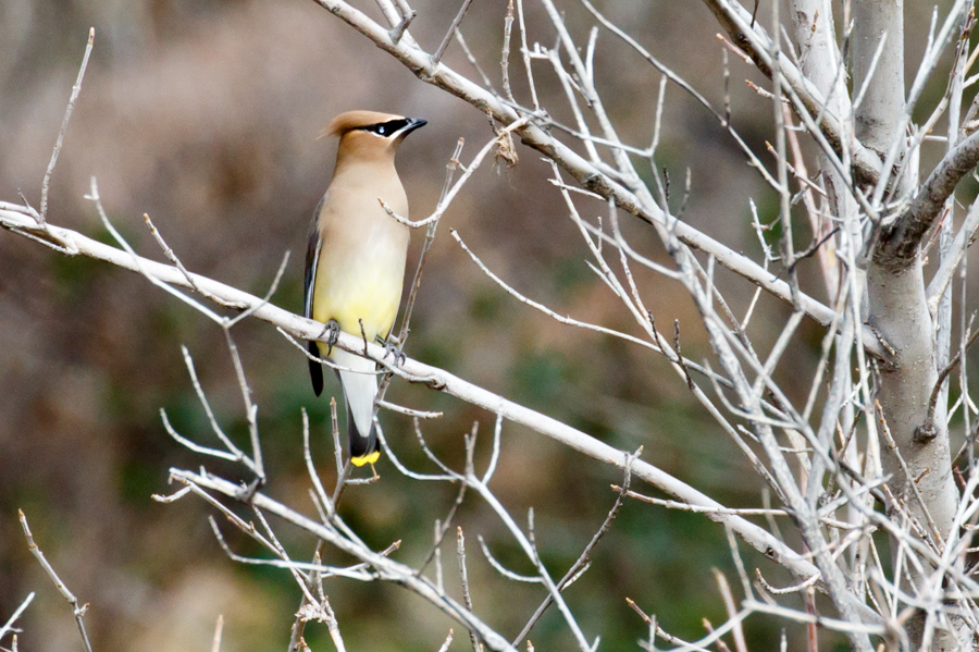 Cedar Waxwing