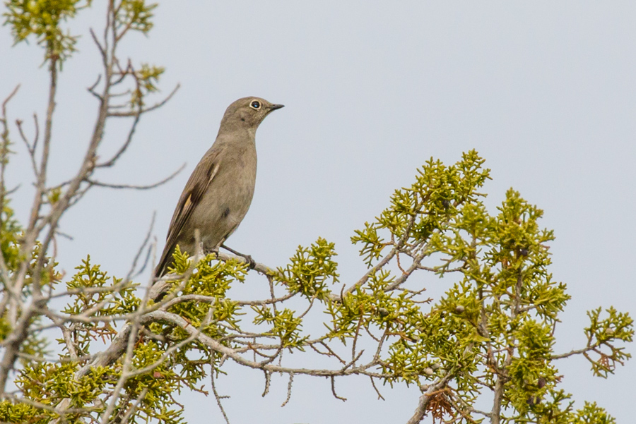 Townsend\'s Solitaire