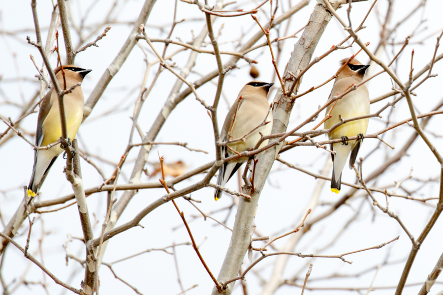 Cedar Waxwing