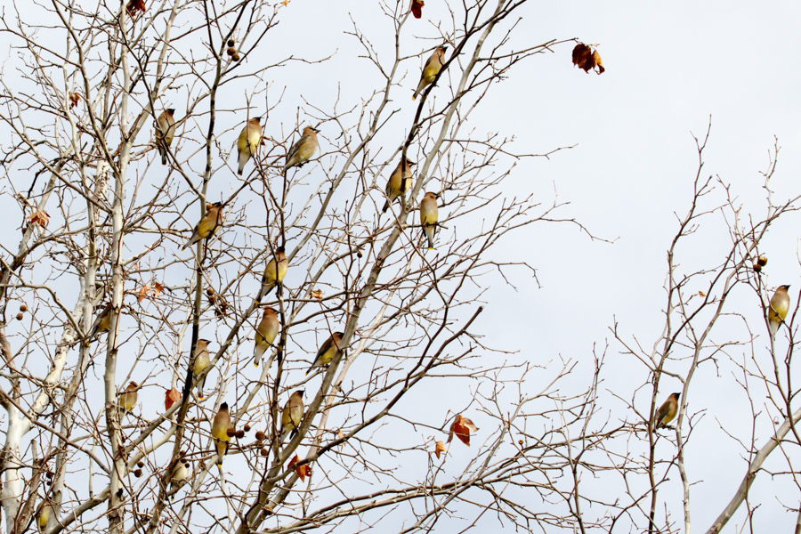 Cedar Waxwing