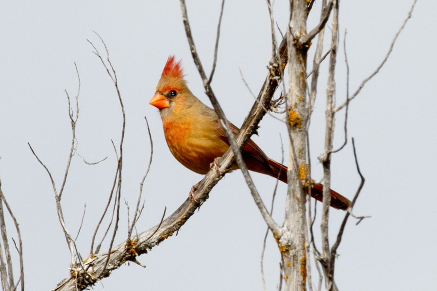 Northern Cardinal