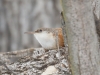 Canyon Wren