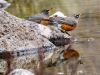 American Robin