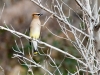 Cedar Waxwing