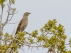 Townsend's Solitaire