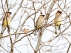 Cedar Waxwing