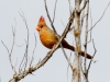 Northern Cardinal