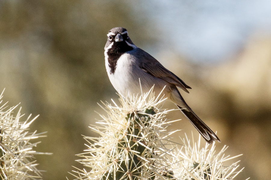 Black-throated Sparrow