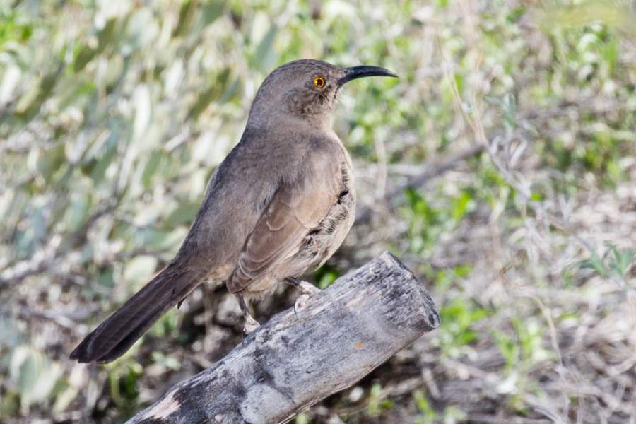 Curve-billed Thrasher