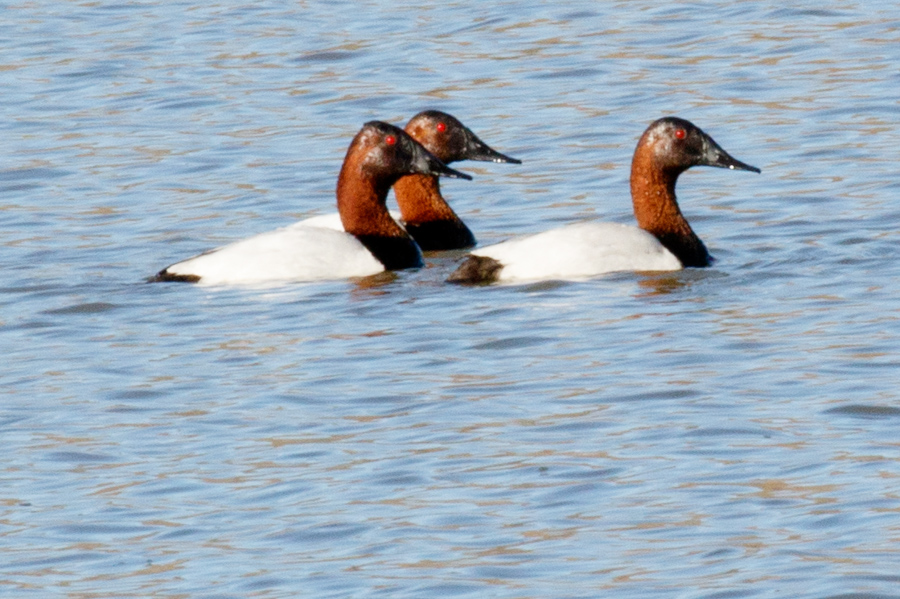 Canvasback