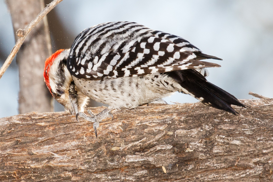 Ladder-backed Woodpecker