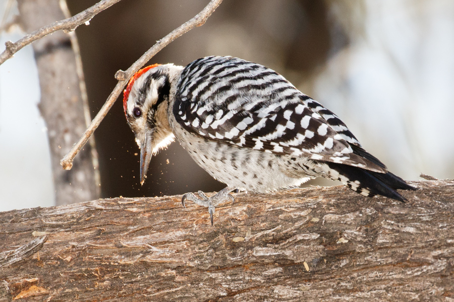 Ladder-backed Woodpecker