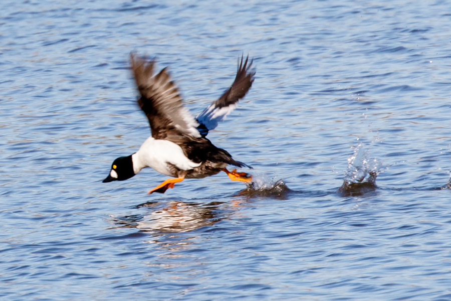 Common Goldeneye