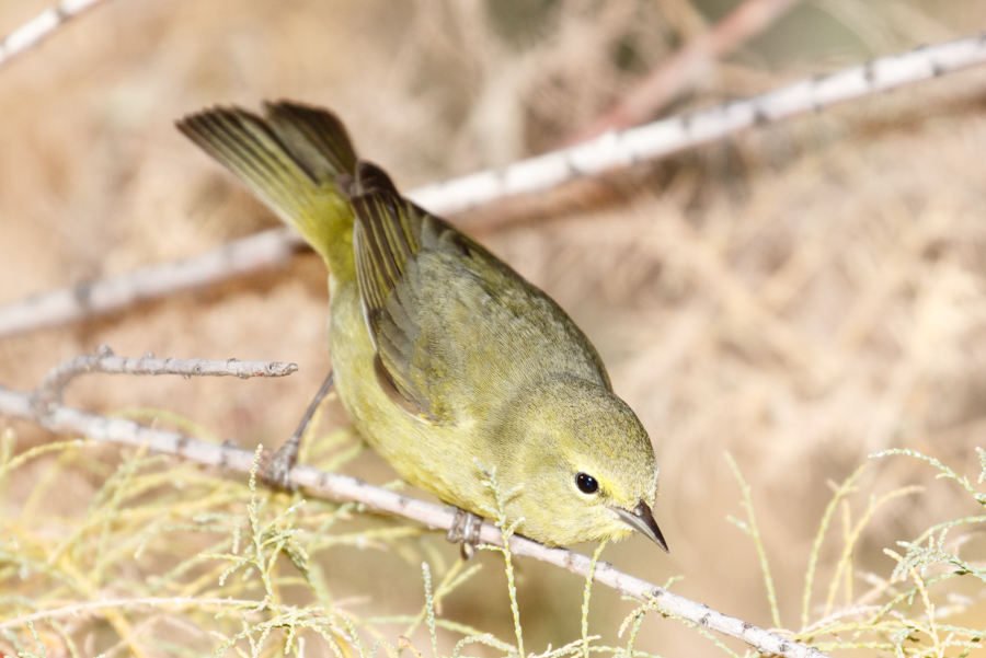 Orange-crowned Warbler