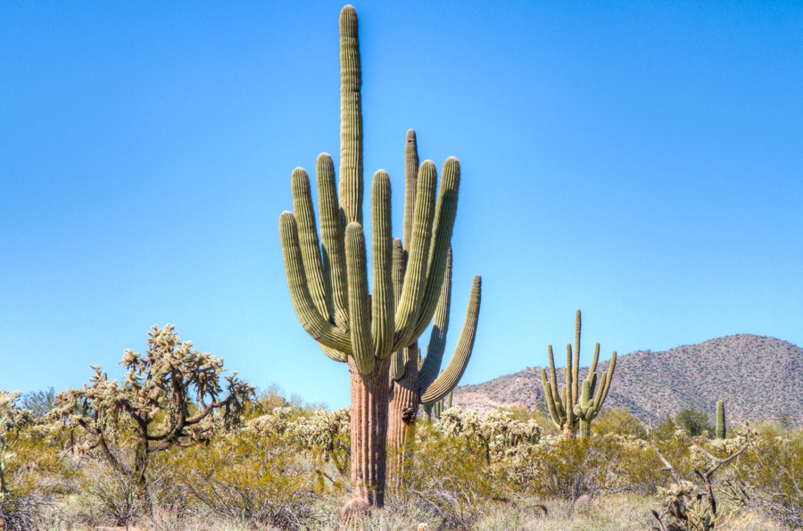 Saguaro