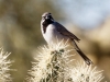 Black-throated Sparrow