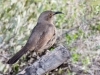 Curve-billed Thrasher