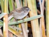 Song Sparrow