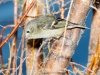 Ruby-crowned Kinglet