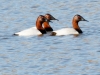 Canvasback