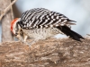 Ladder-backed Woodpecker