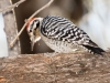 Ladder-backed Woodpecker