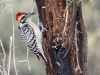 Ladder-backed Woodpecker