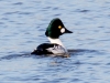 Common Goldeneye